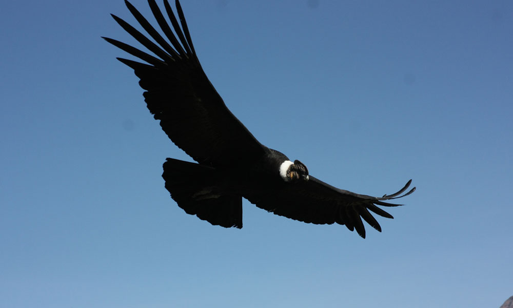 Cóndor andino sobrevolando el cañón